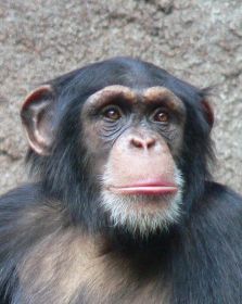 Der Schimpanse Thao war ein Politstar 